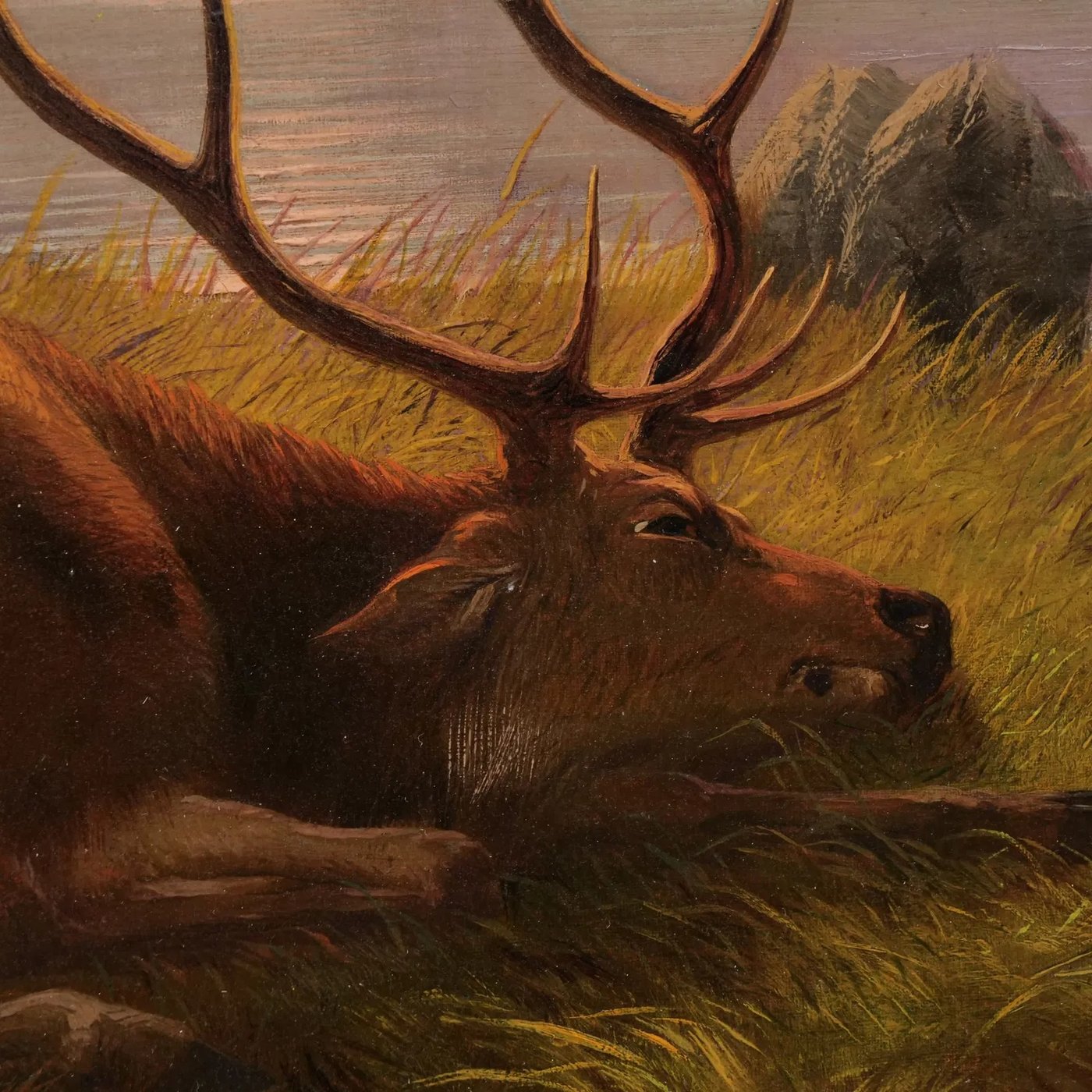 Stag close-up of the head, antlers, and grass
