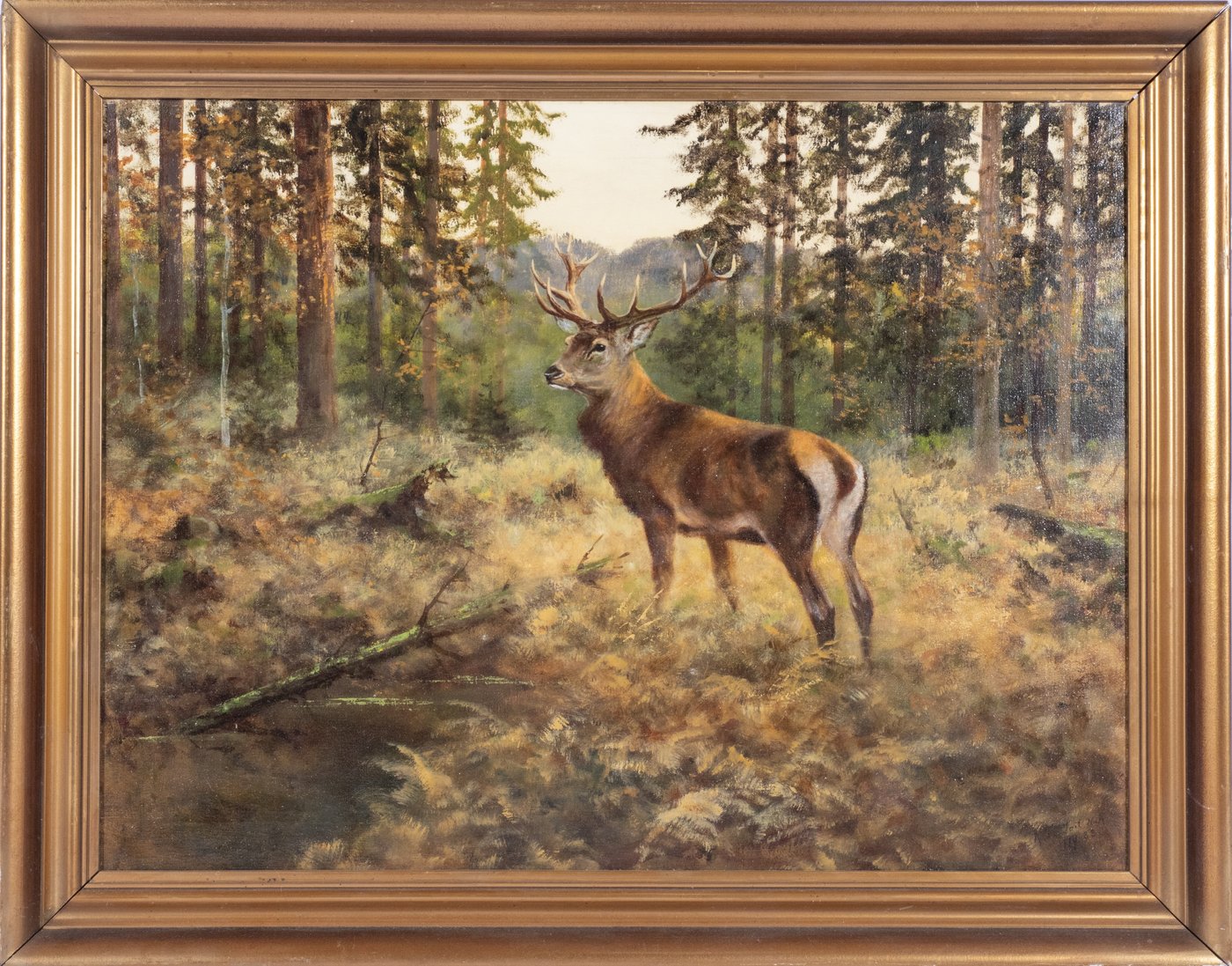 A Stag in a Woodland Clearing - framed